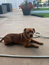 adoptable Dog in columbia, TN named Goofy DD