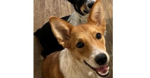 picture of the dog needing adoption