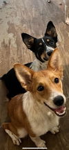 adoptable Dog in  named Gus and Heidi/ Spooky & Zero