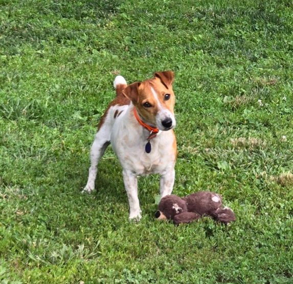 adoptable Dog in Columbia, TN named Butters CP