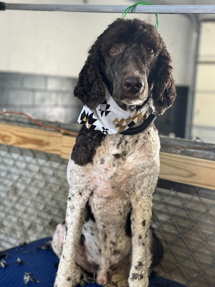 adoptable Dog in Columbia, TN named West - DD