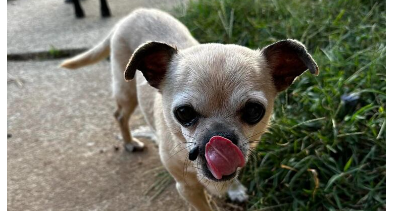 adoptable Dog in Columbia, TN named Zippy~