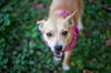 adoptable Dog in , TN named Mindy~