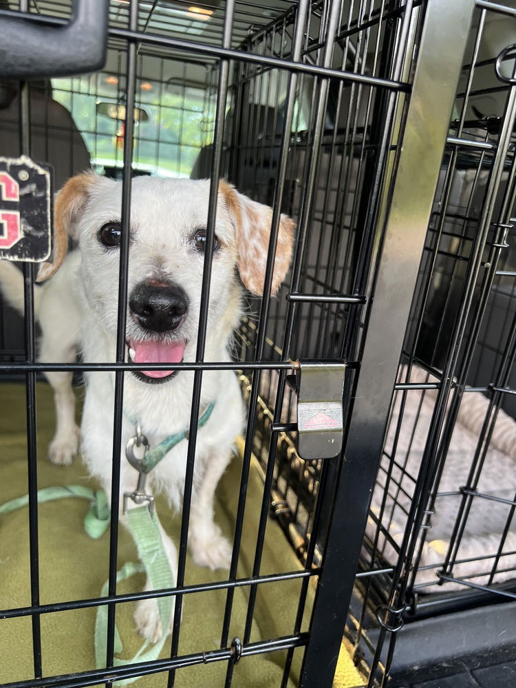 adoptable Dog in Columbia, TN named Ernie Pickles