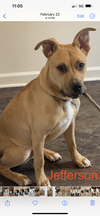 adoptable Dog in  named Jefferson*