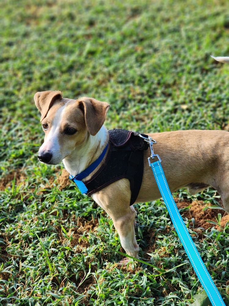 adoptable Dog in Columbia, TN named Pancho~