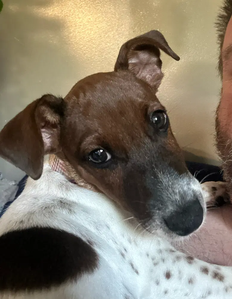 Taz - Rat Terrier