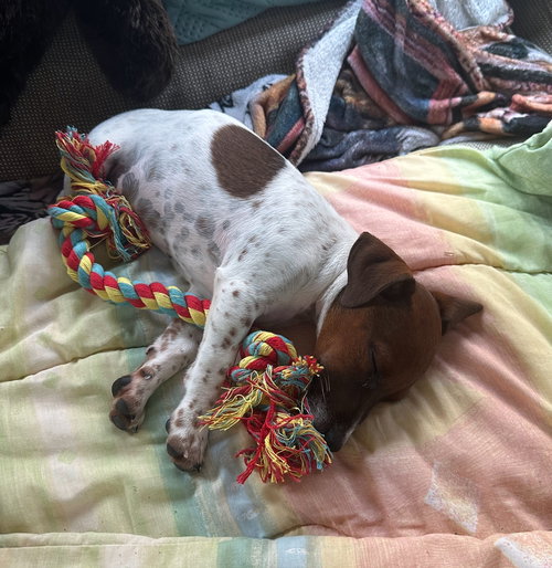 TAZ - Rat Terrier available for adoption