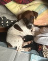 Taz - Photo 4