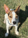 adoptable Dog in Columbia, TN named Walker/Kirby DD~