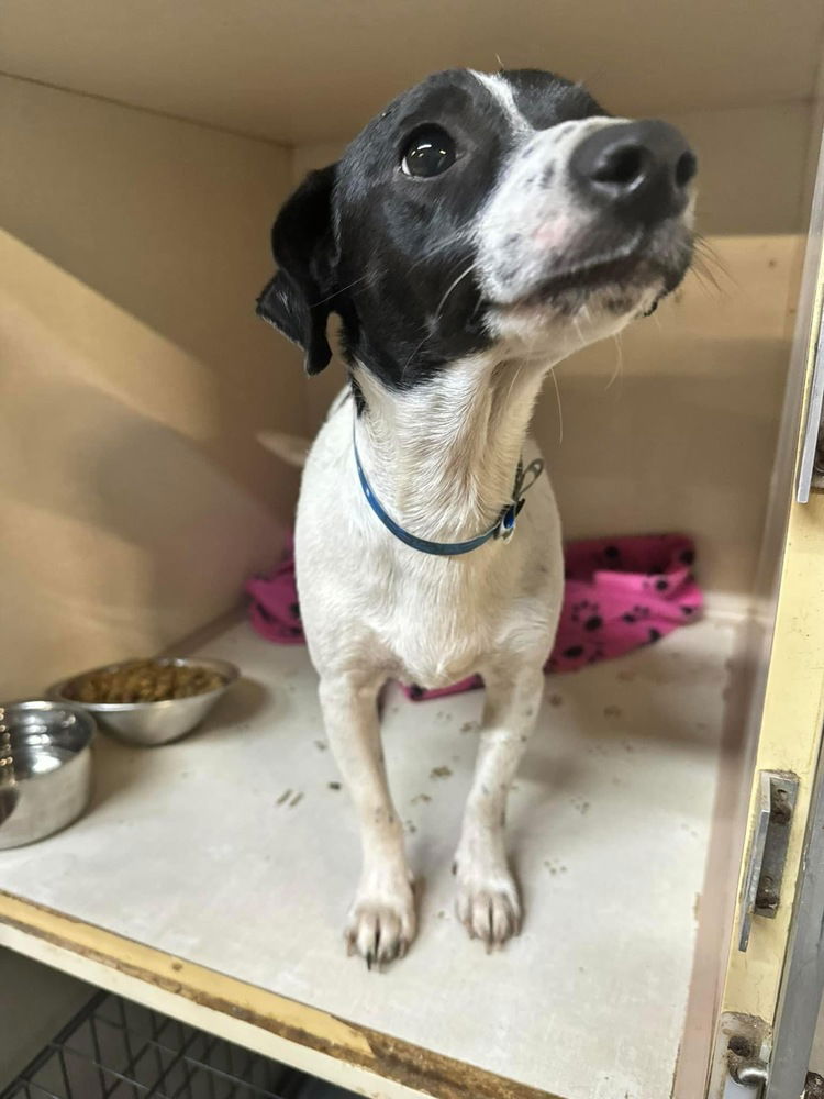 adoptable Dog in Columbia, TN named Slick DD