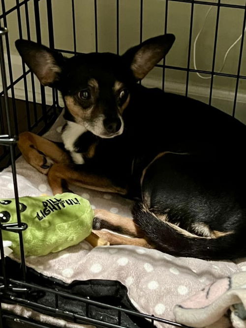 picture of the dog needing adoption