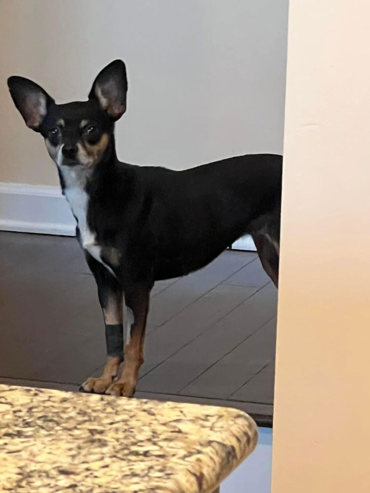 adoptable Dog in Columbia, TN named Cleo~