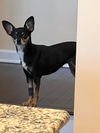 adoptable Dog in  named Cleo~