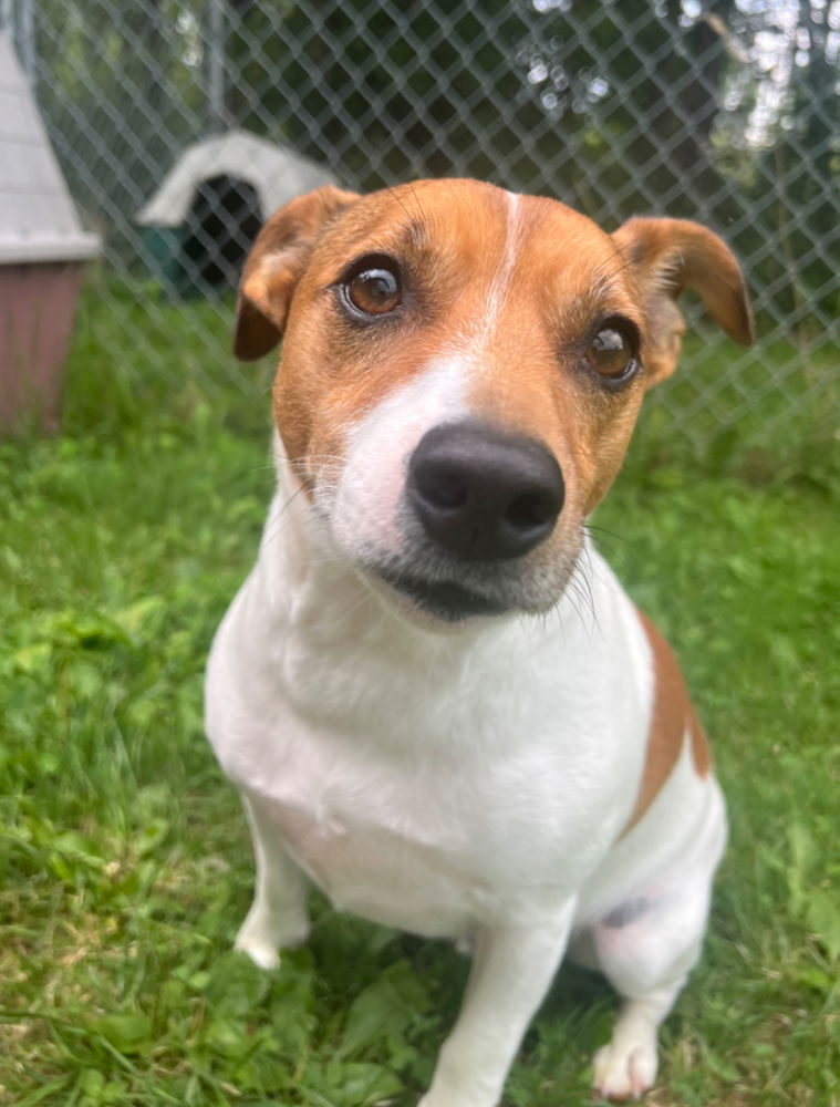 adoptable Dog in Columbia, TN named Luke*