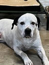 adoptable Dog in , TN named Campbell*