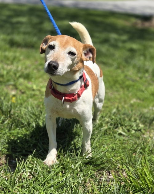 picture of the dog needing adoption