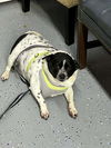 adoptable Dog in  named King ~
