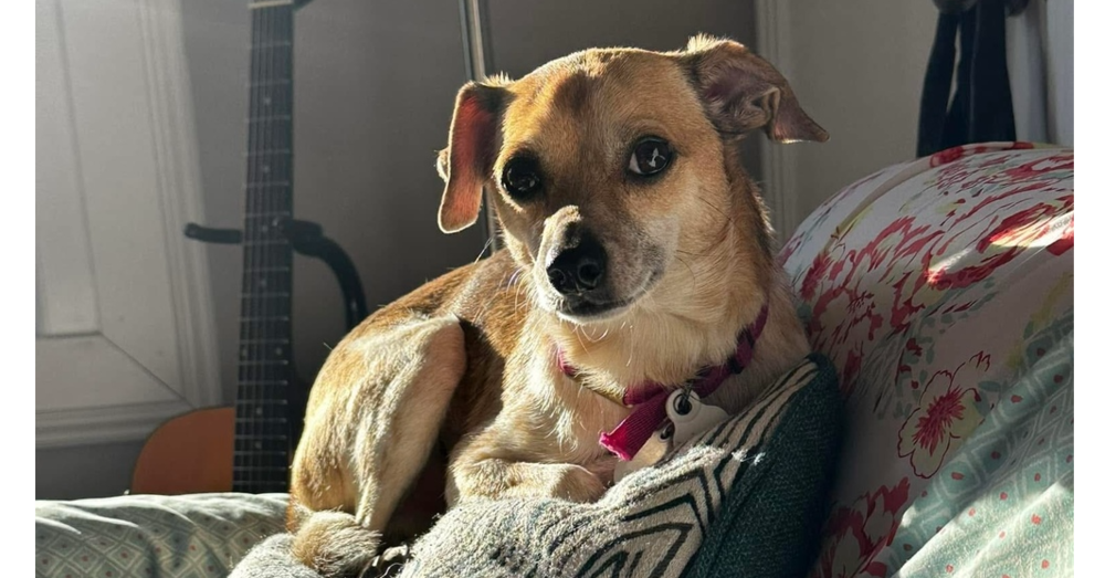 adoptable Dog in Columbia, TN named Dean~+