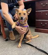 adoptable Dog in  named Max Jr DD