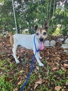 adoptable Dog in  named Dakota Keith~