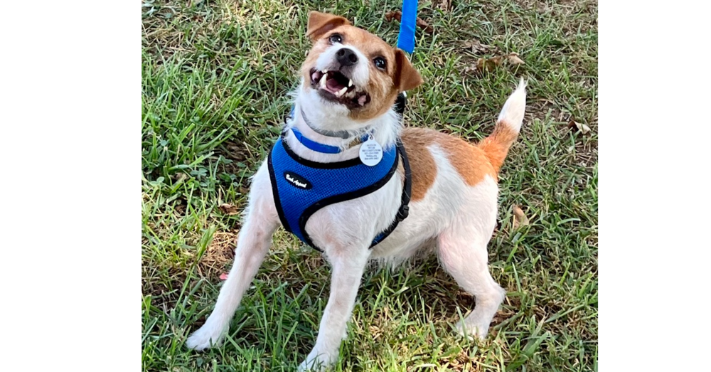 adoptable Dog in Columbia, TN named Jackson *