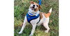 adoptable Dog in columbia, TN named Jackson *