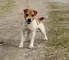 Jackson - Jack Russell Terrier