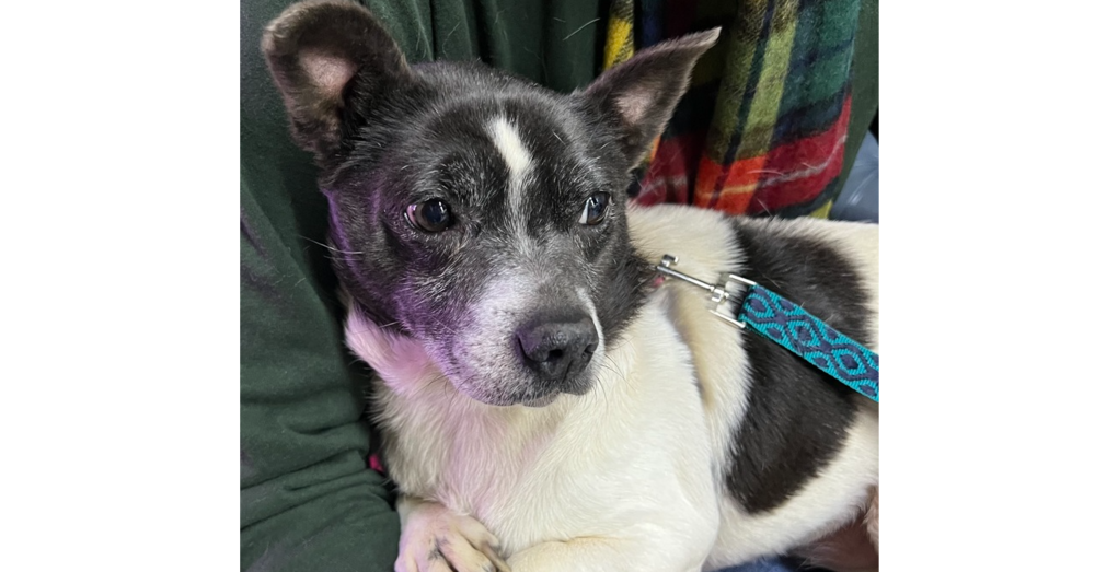 adoptable Dog in Columbia, TN named Shadow ~