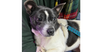 adoptable Dog in  named Shadow ~