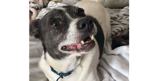 picture of the dog needing adoption