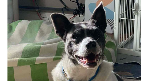 SHADOW ~ - Terrier available for adoption