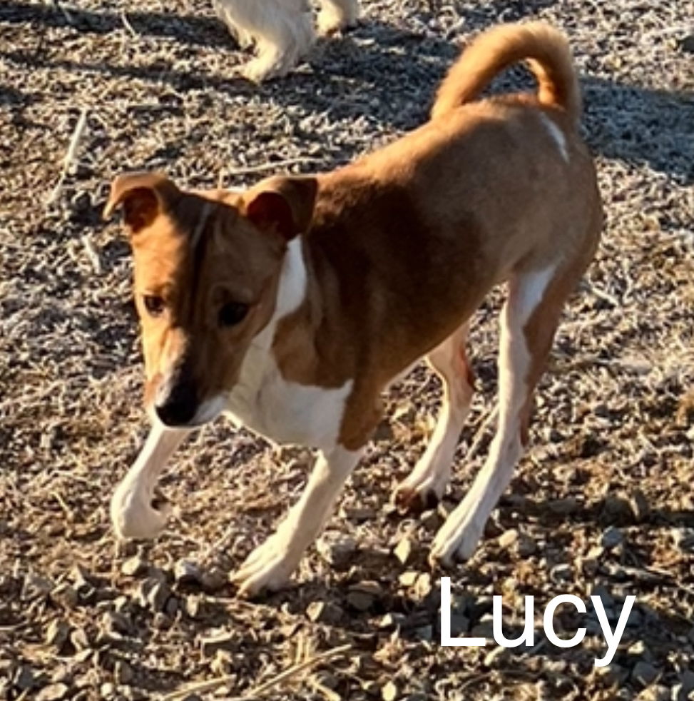 adoptable Dog in Columbia, TN named Lucie*
