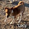 adoptable Dog in  named Lucie*