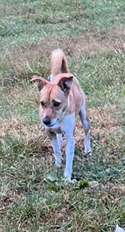 Lucie image 2