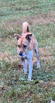 LUCIE* - Jack Russell Terrier available for adoption