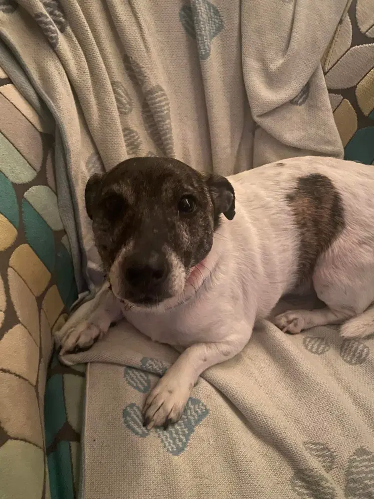 Whiskey - Jack Russell Terrier