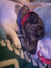 Whiskey* - Photo 2