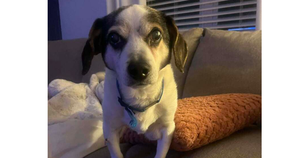 adoptable Dog in Columbia, TN named Buster~