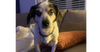 adoptable Dog in  named Buster~