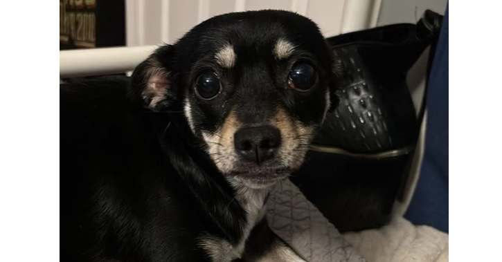 adoptable Dog in Columbia, TN named Pepsi~