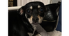 adoptable Dog in  named Pepsi~