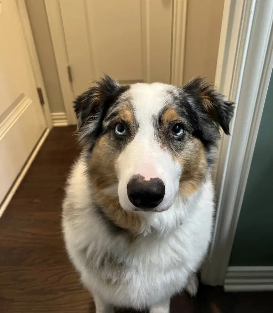 Rebel Cp - Australian Shepherd