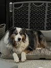 Rebel (cp) - Photo 3
