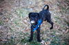 adoptable Dog in columbia, TN named Milo S~