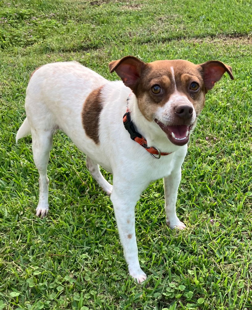 adoptable Dog in Columbia, TN named Archie*