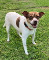 adoptable Dog in columbia, TN named Archie*
