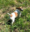 adoptable Dog in columbia, TN named Snoop - *