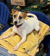 adoptable Dog in columbia, TN named Squirrel *