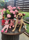 adoptable Dog in columbia, TN named RosiePosie ~
